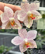 Load image into Gallery viewer, Phalaenopsis Gretchen (gigantea 'Jumbo Bay' × stuartiana 'Jumbo')