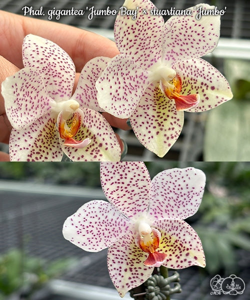 Phalaenopsis Gretchen (gigantea 'Jumbo Bay' × stuartiana 'Jumbo')