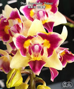 Load image into Gallery viewer, Phalaenopsis Sogo Gotris 'Peloric'