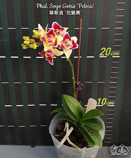 Phalaenopsis Sogo Gotris 'Peloric'