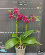 Load image into Gallery viewer, Phalaenopsis Sogo Relex '2 eyes'