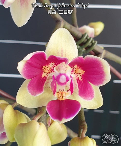 Phalaenopsis Sogo Yellowtris '3 lips'