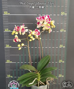 Load image into Gallery viewer, Phalaenopsis Sogo Yellowtris '3 lips'