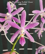 Load image into Gallery viewer, Phalaenopsis Nancy Bechtol 'Maria'