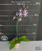 Load image into Gallery viewer, Phalaenopsis Nancy Bechtol 'Maria'