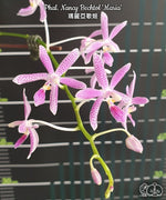 Load image into Gallery viewer, Phalaenopsis Nancy Bechtol 'Maria'