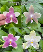 Load image into Gallery viewer, Phalaenopsis Germaine Vincent (violacea × speciosa)