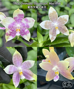 Load image into Gallery viewer, Phalaenopsis Germaine Vincent (violacea × speciosa)