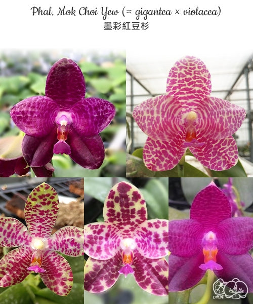 Phalaenopsis Schillgig (gigantea X schilleriana)