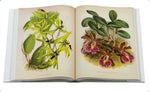 Carica l'immagine nel visualizzatore Galleria, LINDENIA Iconography of Orchids 1885-1906 - 5 volumi