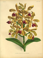 Carica l'immagine nel visualizzatore Galleria, LINDENIA Iconography of Orchids 1885-1906 - 5 volumi