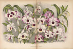 Carica l'immagine nel visualizzatore Galleria, LINDENIA Iconography of Orchids 1885-1906 - 5 volumi
