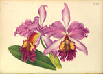 Carica l'immagine nel visualizzatore Galleria, LINDENIA Iconography of Orchids 1885-1906 - 5 volumi