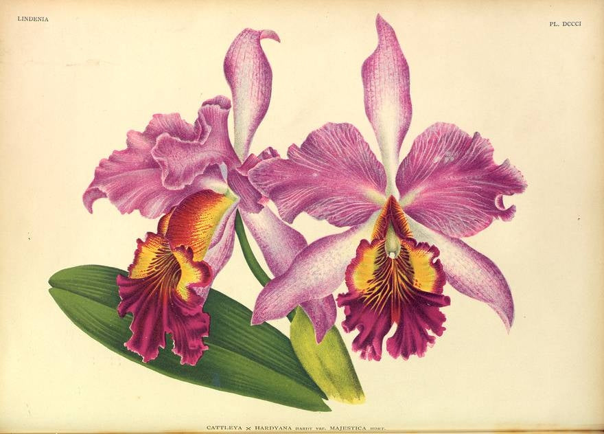 LINDENIA Iconography of Orchids 1885-1906 - 5 volumi