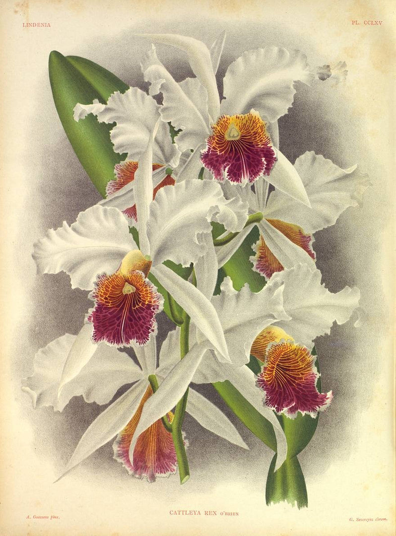 LINDENIA Iconography of Orchids 1885-1906 - 5 volumi