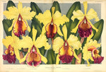 Carica l'immagine nel visualizzatore Galleria, LINDENIA Iconography of Orchids 1885-1906 - 5 volumi