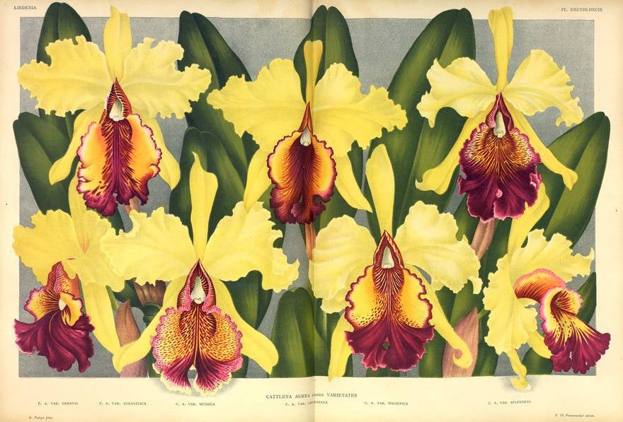 LINDENIA Iconography of Orchids 1885-1906 - 5 volumi