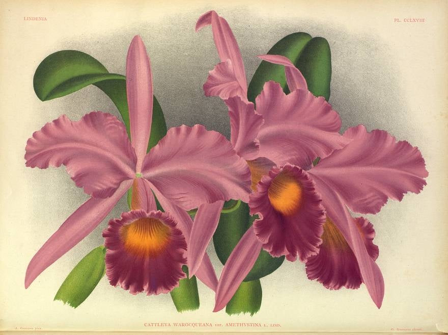 LINDENIA Iconography of Orchids 1885-1906 - 5 volumi