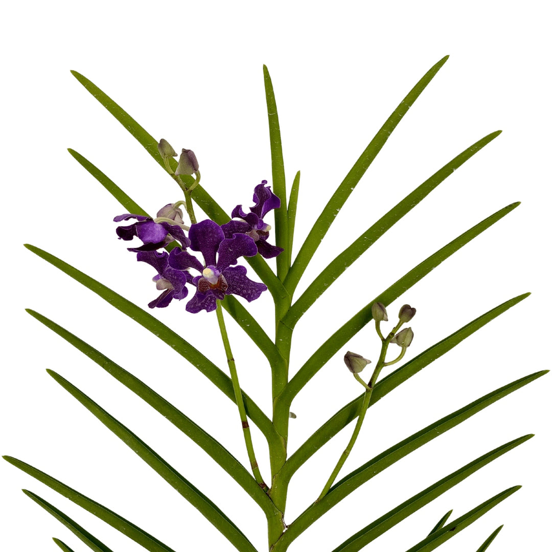 Papilionanda Chao Praya Violet