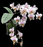 Load image into Gallery viewer, Phalaenopsis Philadelphia - Wiganiae (stuartiana x schilleriana)