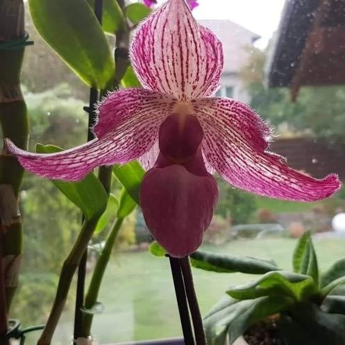Paphiopedilum delrosii x charlesworthii