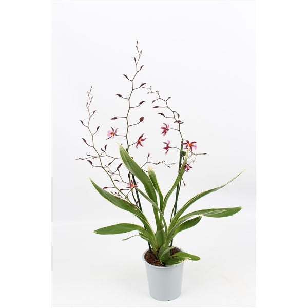 Oncidium Katrin Zoch (Mieke von Holm) Variegata