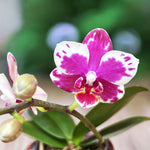 Load image into Gallery viewer, Phalaenopsis I-Hsin Agra '503'