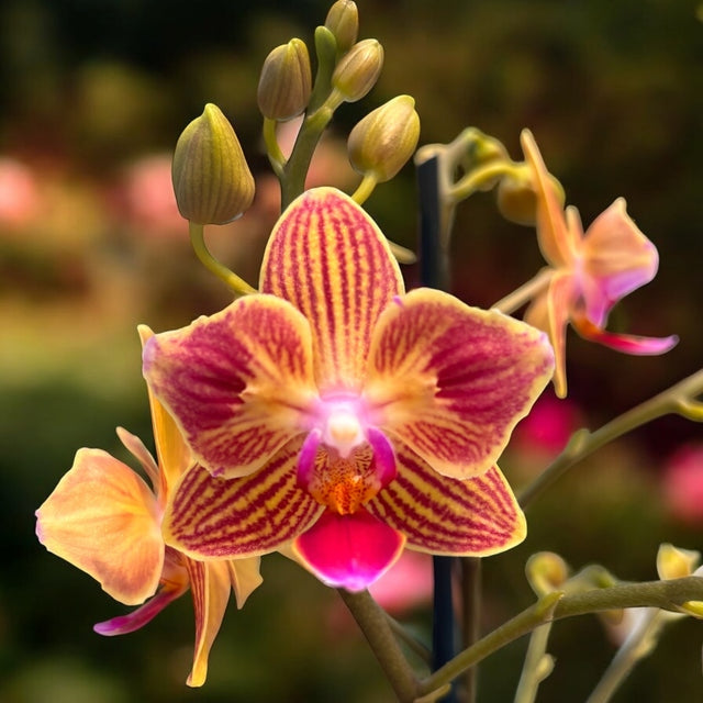Phalaenopsis Chingruey's Goldstaff - Peloric
