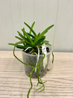 Carica l'immagine nel visualizzatore Galleria, Neofinetia falcata 'Hwangok' 황옥 黃玉 - BIG