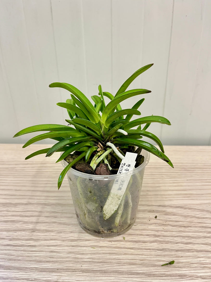 Neofinetia falcata 'Tenkobai' 天紅梅 - BIG