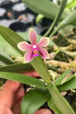 Chargez l'image dans la visionneuse de galerie, Phalaenopsis honghenensis x violacea