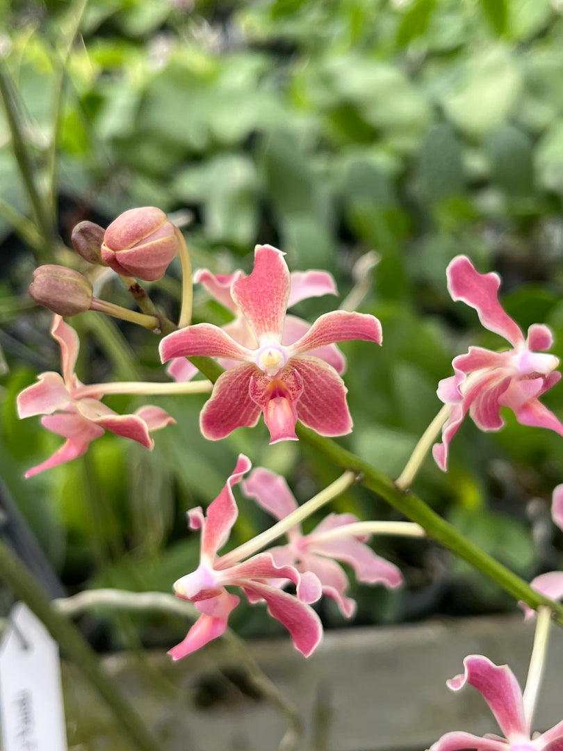 Paraphalaenopsis laycockii x Vanda limbata