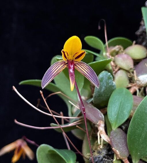 Bulbophyllum bolsteri