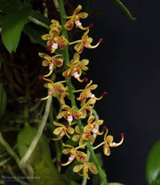 Pteroceras longicalcareum