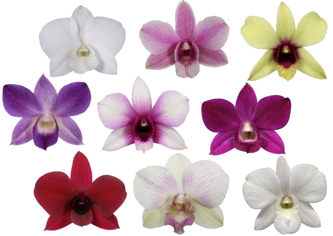 Dendrobium Phalaenopsis misto