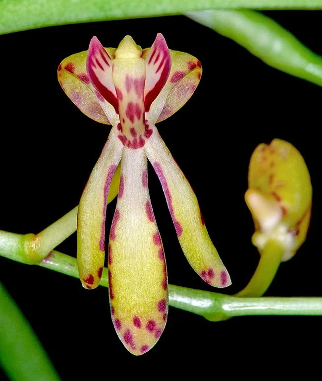 Renanthera histrionica