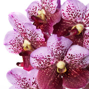 Vanda Divana Pink