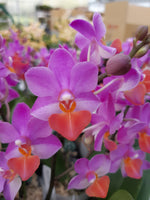 Carica l&#39;immagine nel visualizzatore Galleria, Phalaenopsis Liu&#39;s Triprince &#39;Pink&#39;
