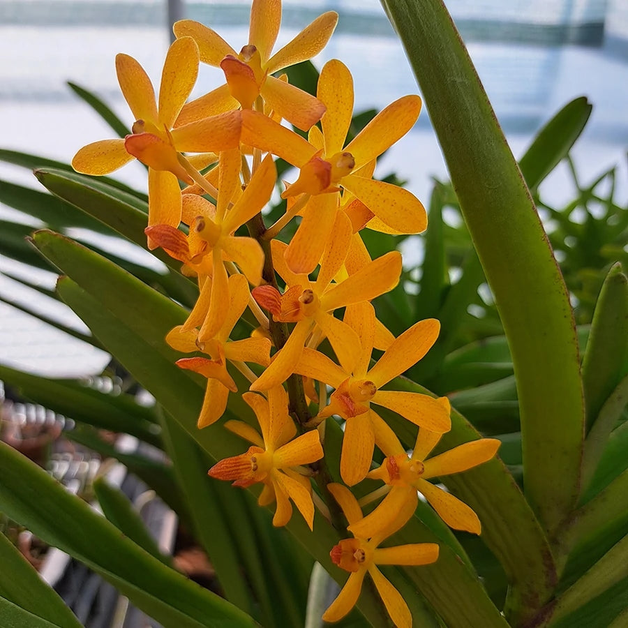 Vanda MV Tannins