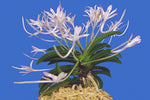 Load image into Gallery viewer, Neofinetia falcata 'Kutsuwamushi' 轡虫