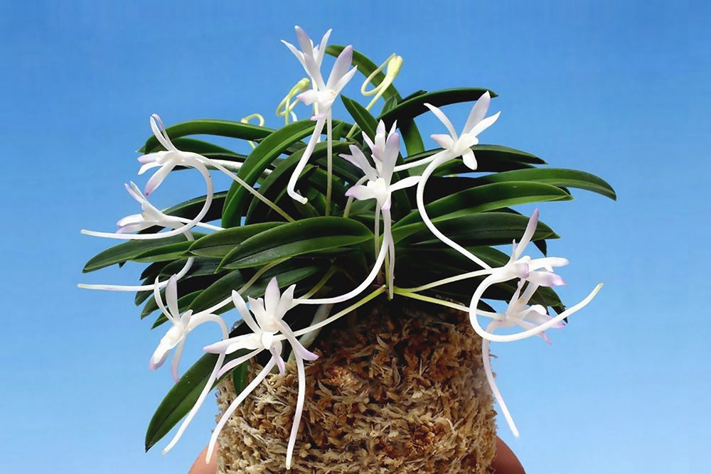 Neofinetia falcata 'Kutsuwamushi' 轡虫