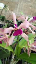 Carica l'immagine nel visualizzatore Galleria, Laelia purpurata x Cattleya porphyroglossa