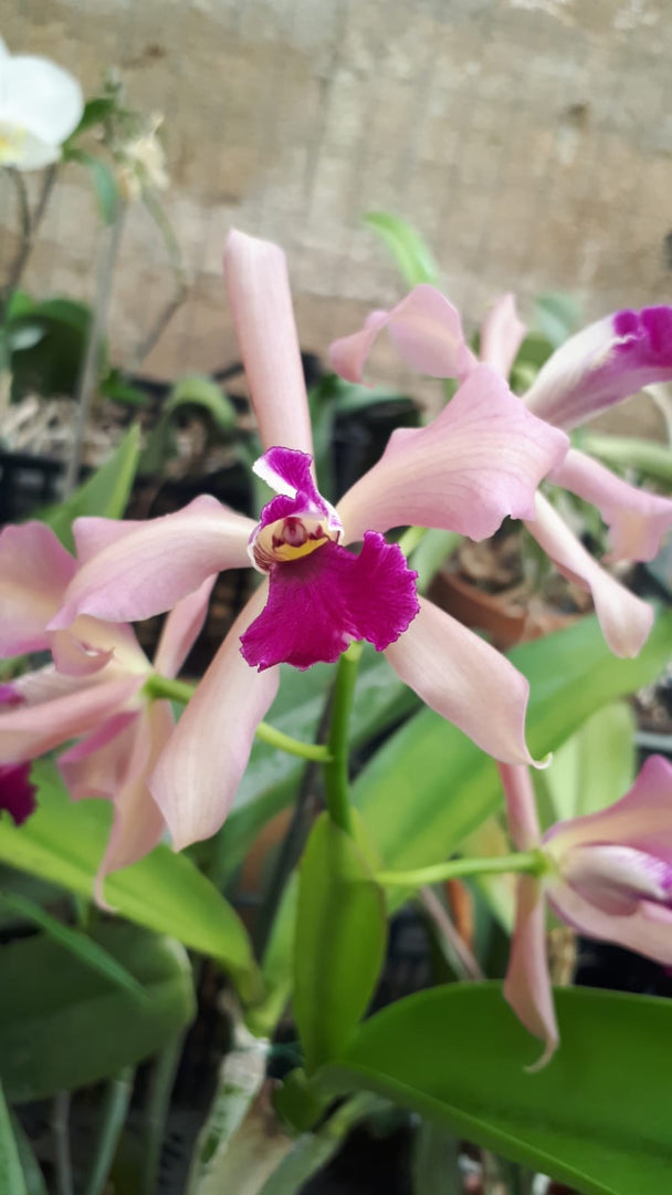 Laelia purpurata x Cattleya porphyroglossa