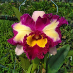 Load image into Gallery viewer, Rlc. Toshie Aoki 'Starburst' AM/AOS
