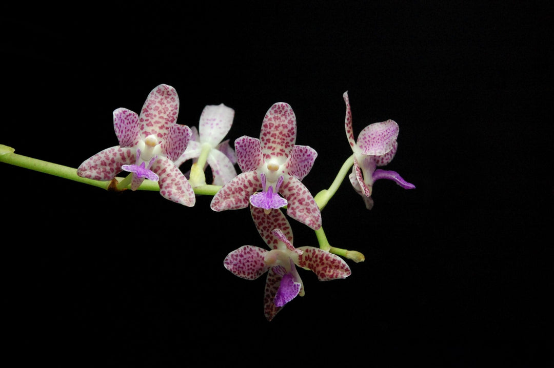 Phalaenopsis Nagasaki (Phalaenopsis japonica x Phalaenopsis marriottiana)