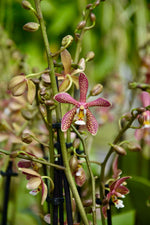 Carica l&#39;immagine nel visualizzatore Galleria, Phalaenopsis Yaphon Pink Lady (Jiaho&#39;s Pink Girl &#39;Sweet Fragrance&#39; x mannii &#39;Black&#39;)
