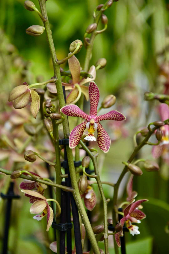 Phalaenopsis Yaphon Pink Lady (Jiaho's Pink Girl 'Sweet Fragrance' x mannii 'Black')
