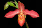 Carica l&#39;immagine nel visualizzatore Galleria, Phragmipedium Memoria Dick Clements (Phrag. bessae x Phrag. sargentianum)
