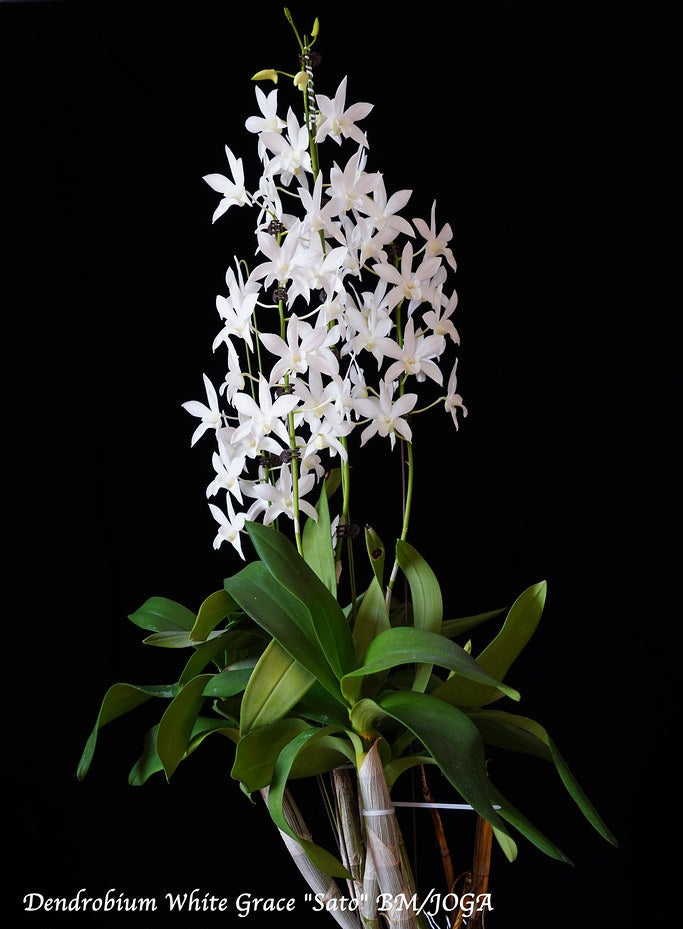 Dendrobium White Grace 'Sato' (Den. Fiftieth State x Den. speciosum)