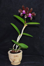 Load image into Gallery viewer, Cattleya aclandiae type 'Sakamoto' - Br Orquidea